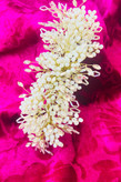 ریسه عروس