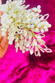 ریسه عروس