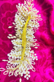 ریسه عروس